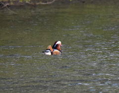 Aix galericulata