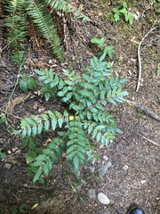 Berberis nervosa