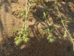 Corispermum hyssopifolium