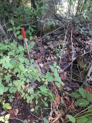 Symphyotrichum cordifolium