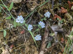 Cryptantha intermedia
