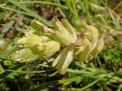 Castilleja ambigua