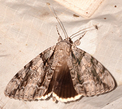Catocala vidua