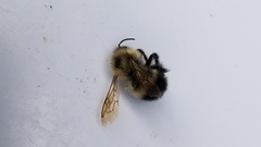 Bombus vagans