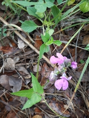 Phaseolus vulgaris
