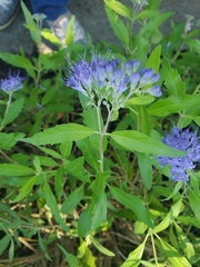 Caryopteris × clandonensis