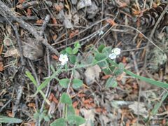 Cryptantha intermedia
