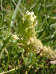 Castilleja ambigua
