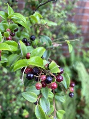 Vaccinium ovatum