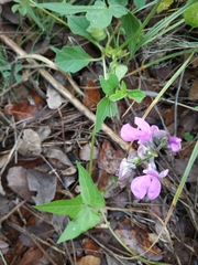 Phaseolus vulgaris