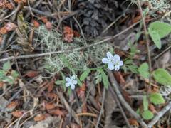 Cryptantha intermedia