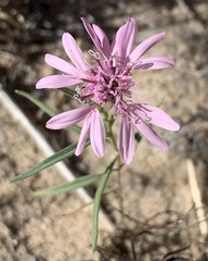 Palafoxia sphacelata