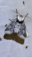 Allophyes oxyacanthae