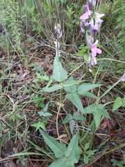 Phaseolus vulgaris