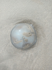 Dactyliophorae