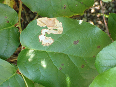 Cameraria gaultheriella