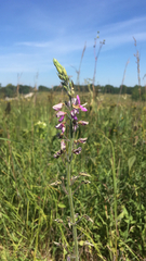 Desmodium illinoense