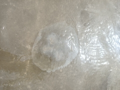 Dactyliophorae