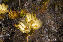 Leucadendron gandogeri