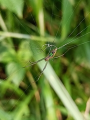 Leucauge decorata