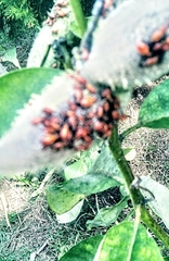 Hemiptera