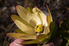 Leucadendron gandogeri