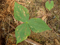 Trillium ovatum