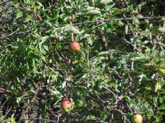 Malus domestica