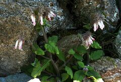 Symphytum davisii cycladense