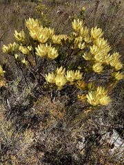 Leucadendron gandogeri