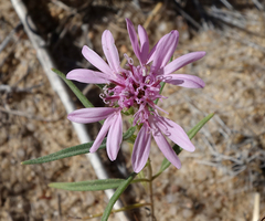 Palafoxia sphacelata