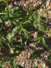 Persicaria