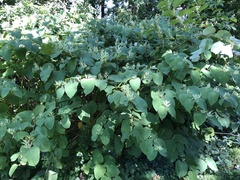 Reynoutria × bohemica