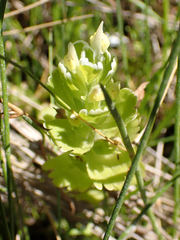 Castilleja ambigua