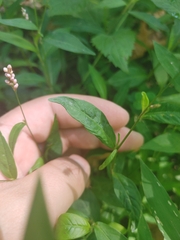 Persicaria