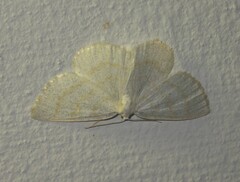 Cabera exanthemata
