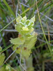 Castilleja ambigua