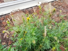 Asteraceae