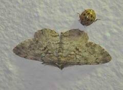 Peribatodes secundaria