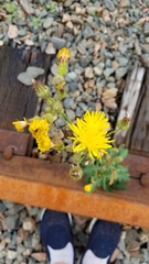 Pilosella piloselloides