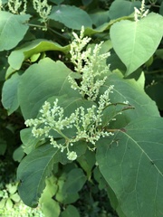 Reynoutria × bohemica