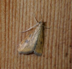 Udea ferrugalis