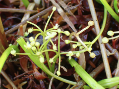 Galium trifidum