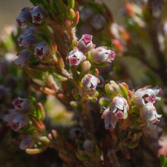 Erica hispidula