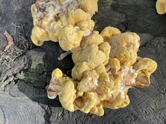 Laetiporus sulphureus