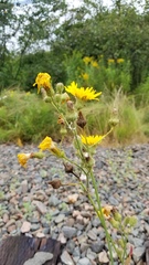 Pilosella piloselloides