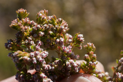 Erica hispidula