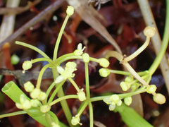 Galium trifidum