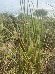 Typha domingensis