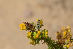 Bembix americana comata